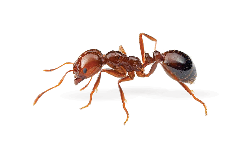 Fire ant border check call - InDaily