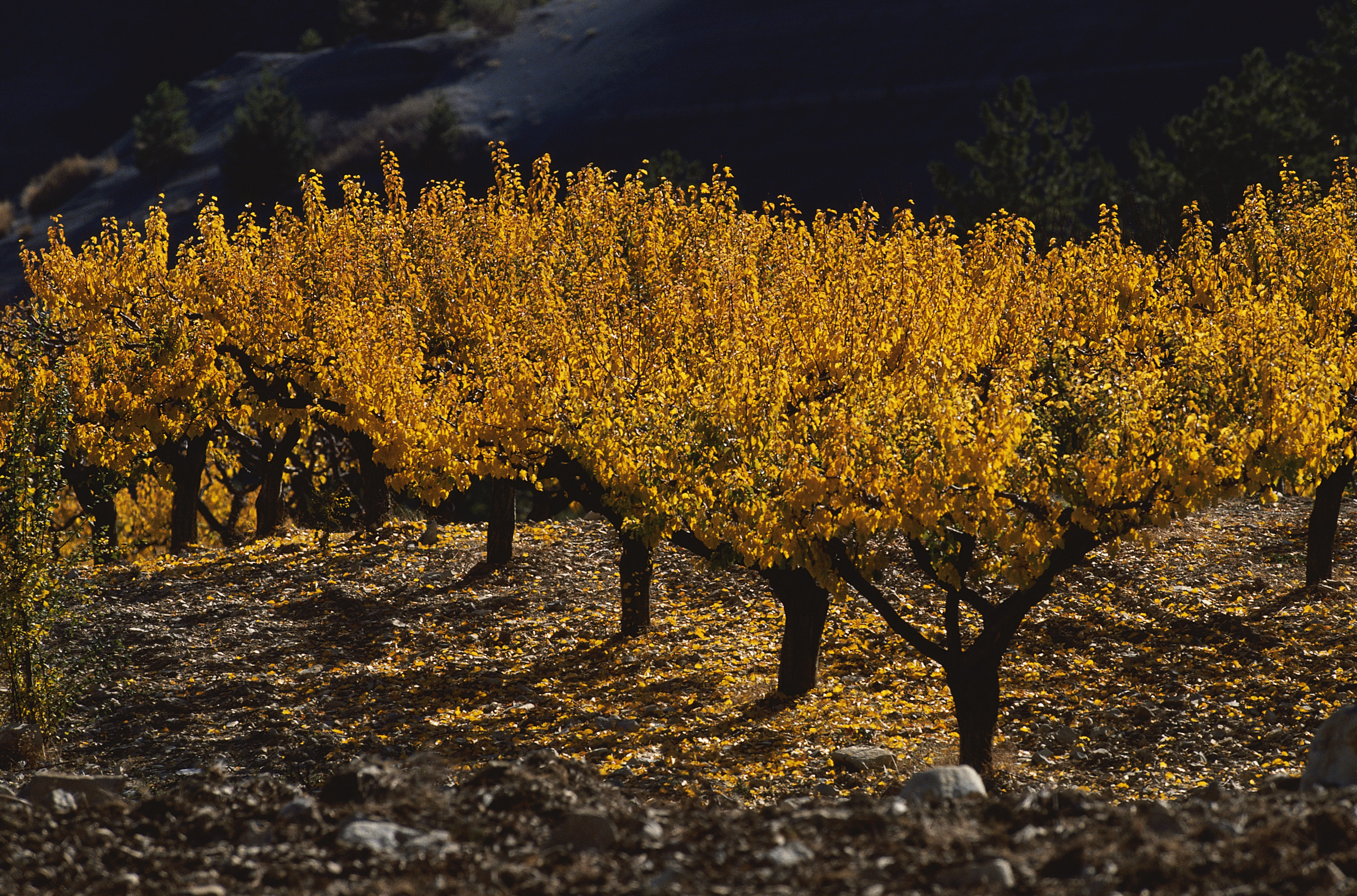 citrus trees autumn