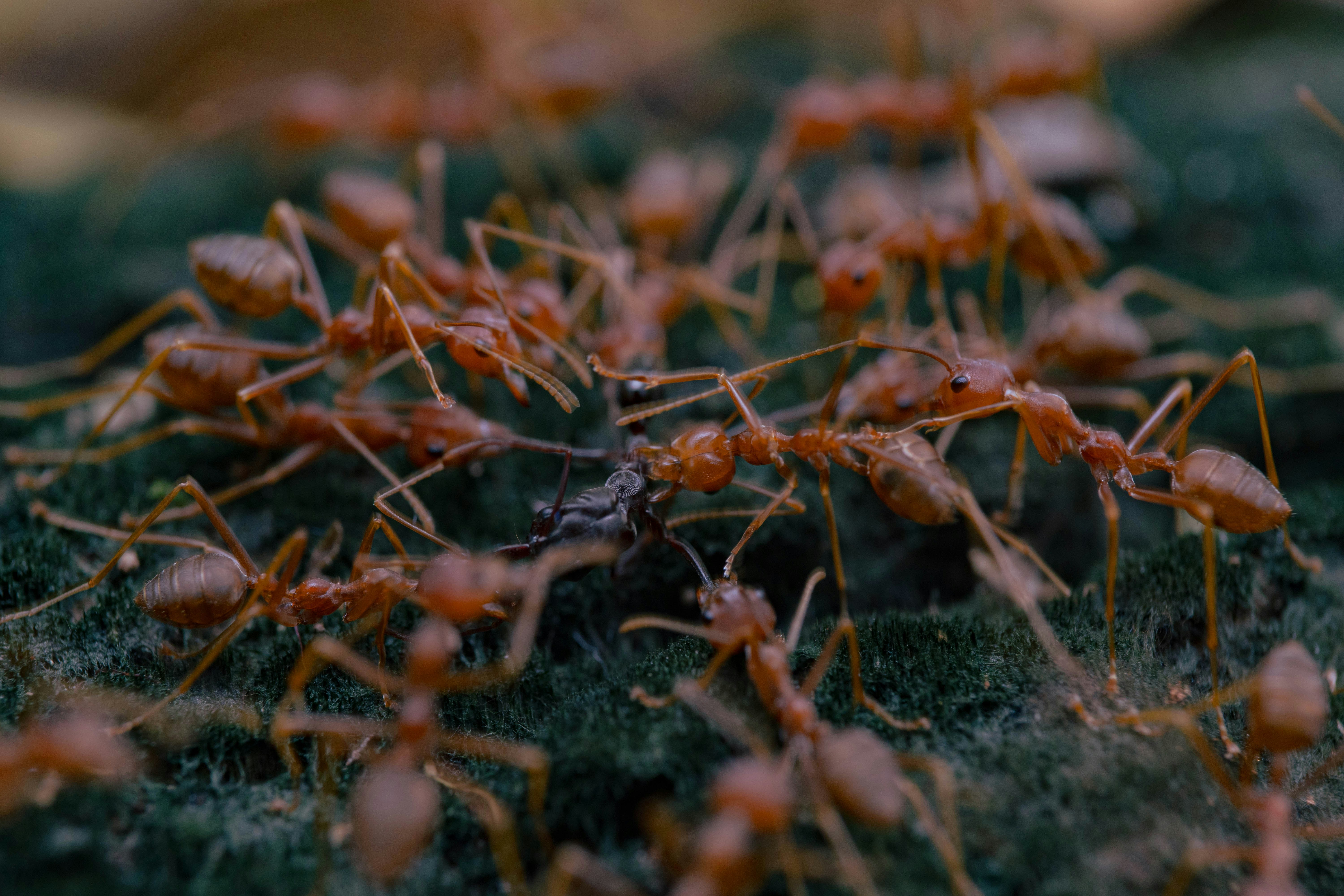 fire ants gather in group