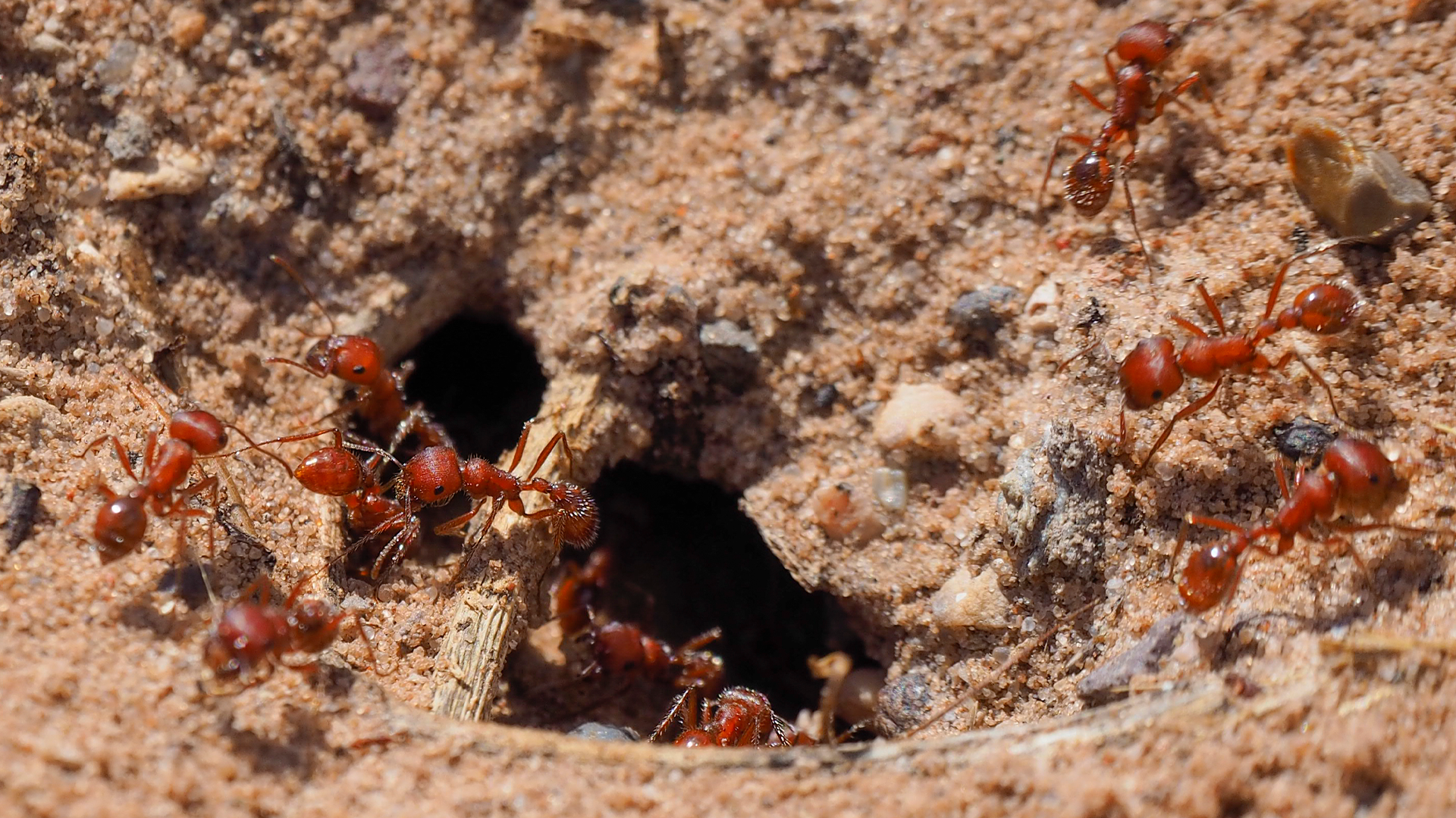 fire ant mounds