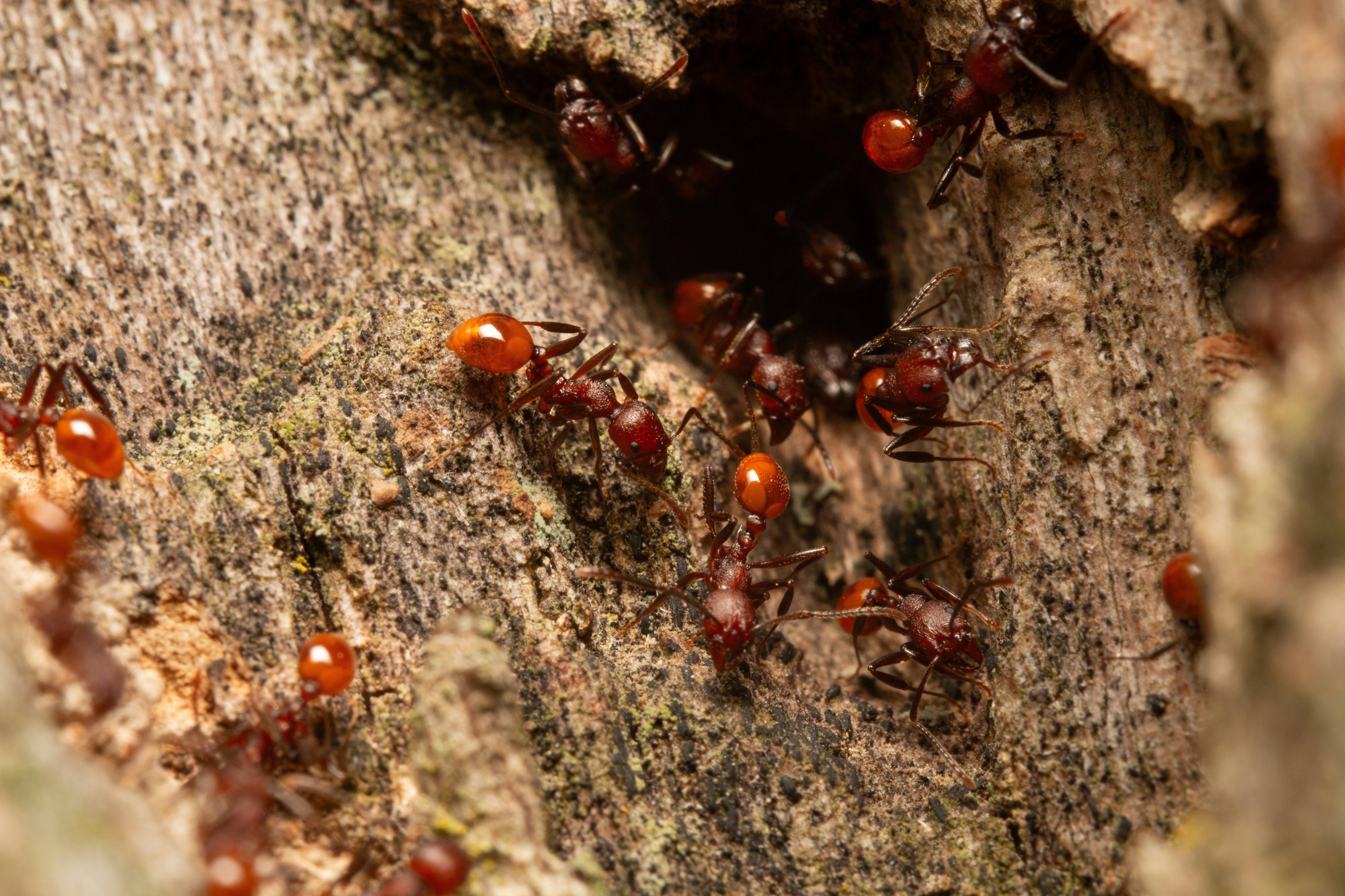fire ant mounds